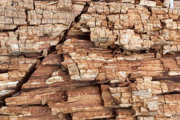 Dry Rot in Missouri