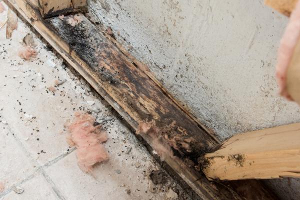 Mold Wood Damage in Omaha, Nebraska