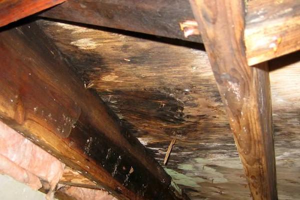 Wet Rot in Missouri