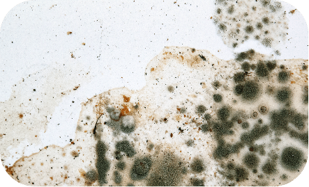 Mold damage in crawl space