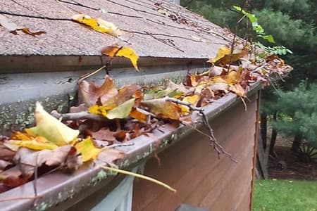Leaves & other debris
