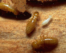 Termite infestation in Campaign