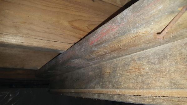 Mold on wood joist in crawl space