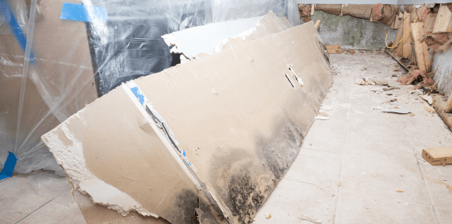 Moldy drywall in a basement