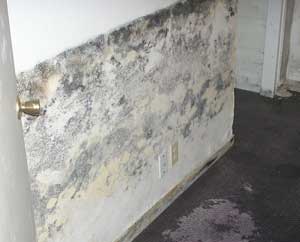 Basement Mold Allergens