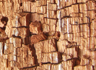 Dry rot damaging wood in a home