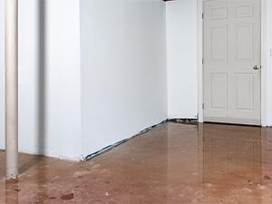 Moldy Drywall in a basement