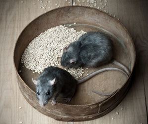 Pest control in New York & Pennsylvania