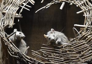 Mice in an attic in Arlington Heights