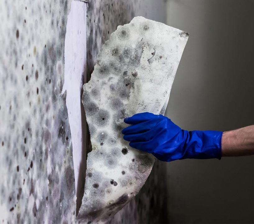 Professional Mold Removal
