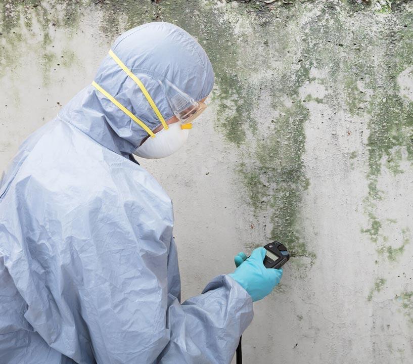 Mold Removal Experts