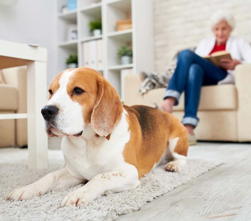 Pet Stains & Odor Removal in Western Connecticut