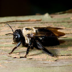 A carpenter bee crawling on wood