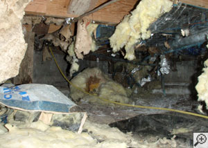 A crawl space filled with moldy debris, failed fiberglass insulation, and construction waste