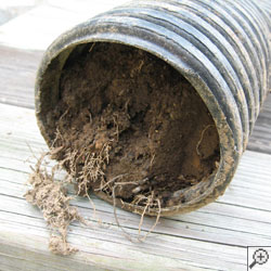 a drain filled to the top with roots and mud.