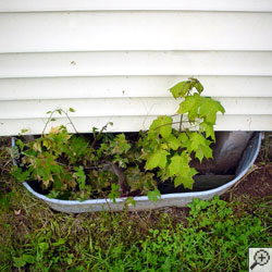 Weeds and very small maple trees growing out of a basement window well.