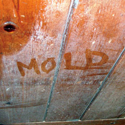 Wood showing signs of cosmetically damaging mold