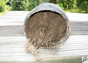 A severely clogged basement drain system filled with mud and roots.