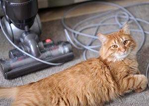 A cat laying down next to a HEPA vacuum cleaner