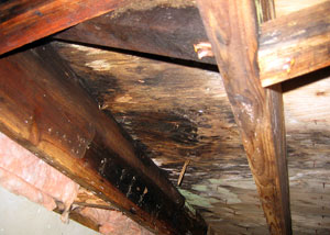 rotting structural wood in a crawl space