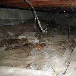 A dirty, moldy crawl space