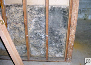 Mold growing thickly on the back of a drywall and stud finished basement.