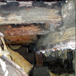 Extensive mold and rot damage in a crawl space