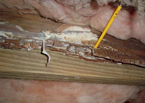 Dry rot damaged wood in a basement floor joist