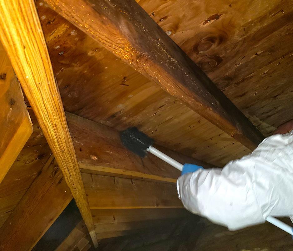 Attic Mold removal in Central NJ