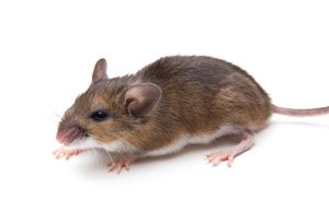 white footed deer mouse