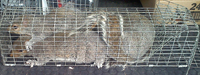 squirrels in trap