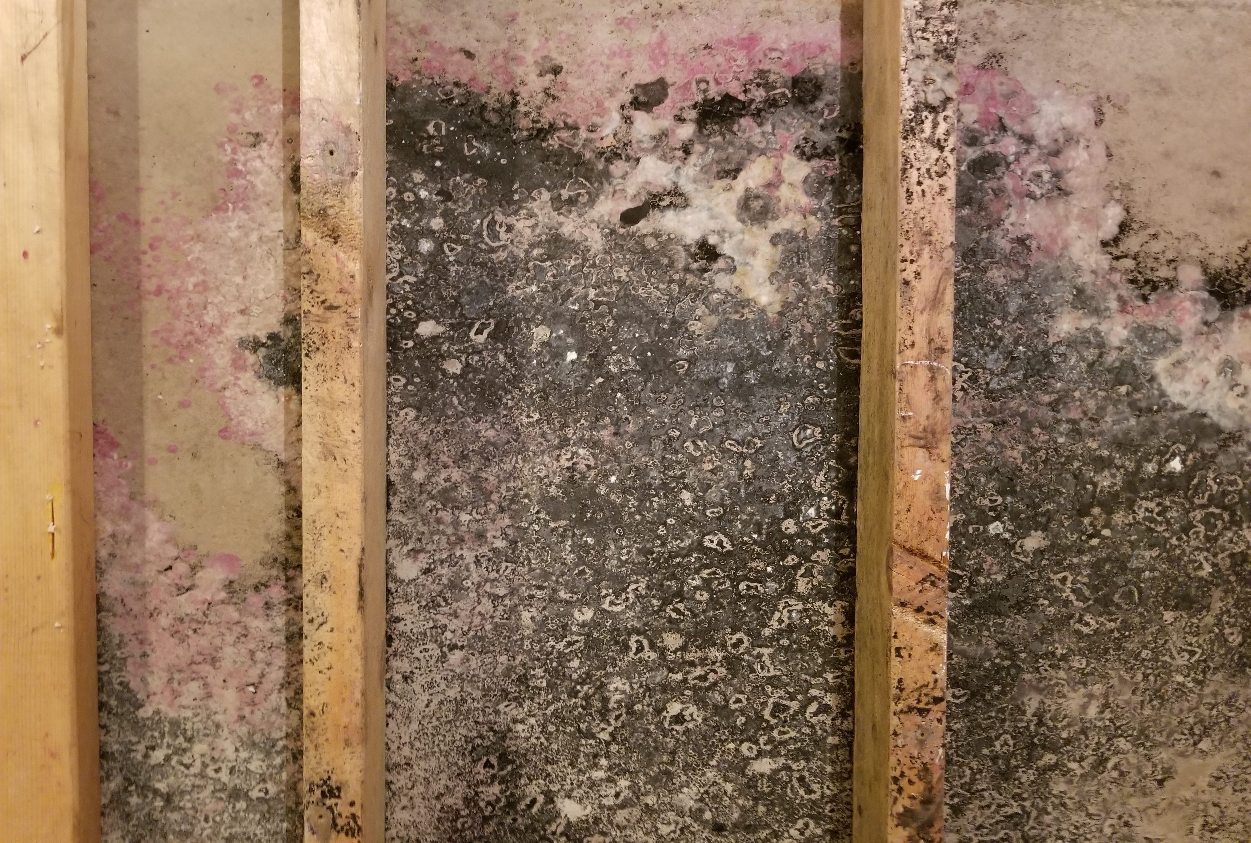 Wood Rot in Basement