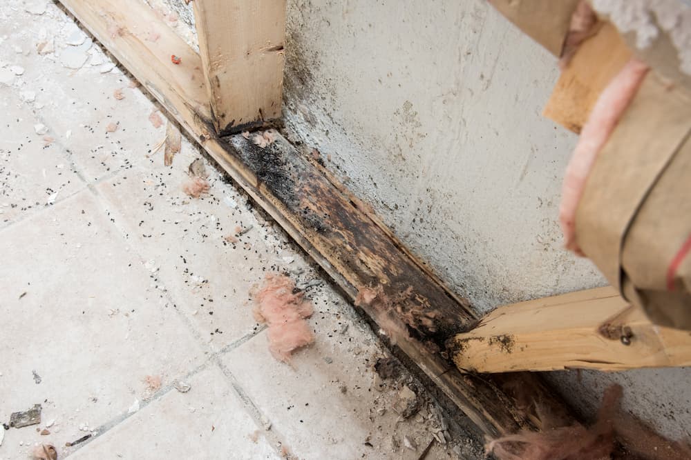 Basement Wood Rot in [state]