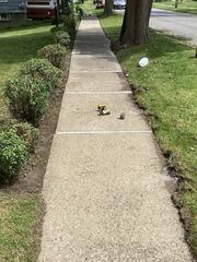 Sinking Sidewalk in Canajoharie, NY