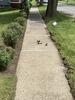 Sinking Sidewalk in Canajoharie, NY