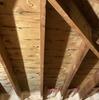 Removing Mold in Attic - London, ON
