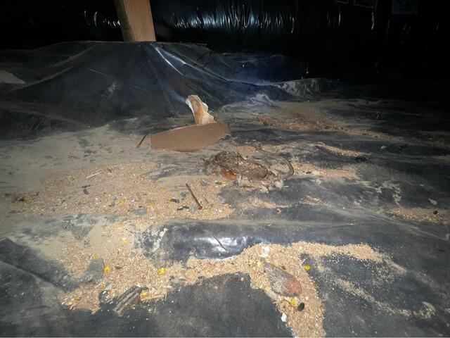 Pest Problems in Independence, OR - Before Photo