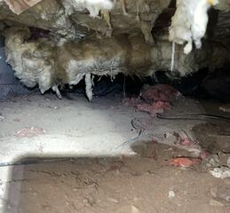 Crawl Space in Need of Transformation-Bend, OR