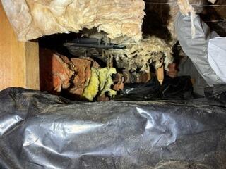 Rodents and Moisture in the Crawl Space- Camano Island, WA