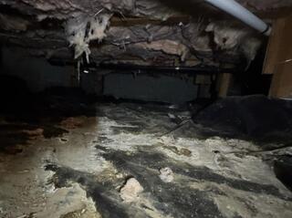 Crawl Space Water and Rodents Taken Care Of - Fairview, OR