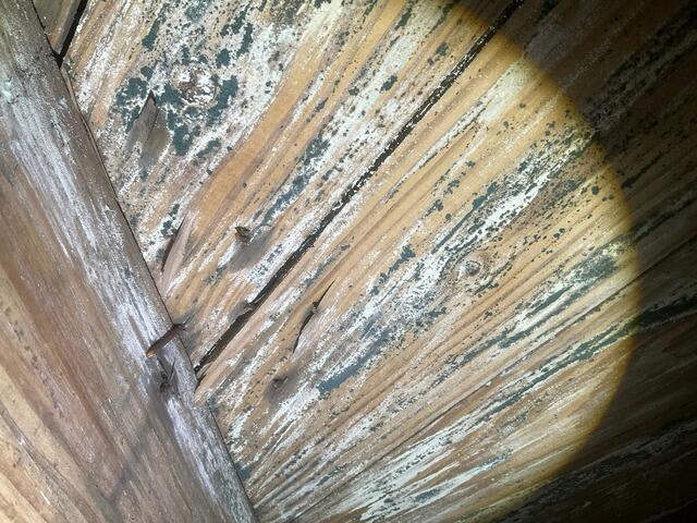 Crawl Space Mold Problem Solved in Savannah, GA - Before Photo