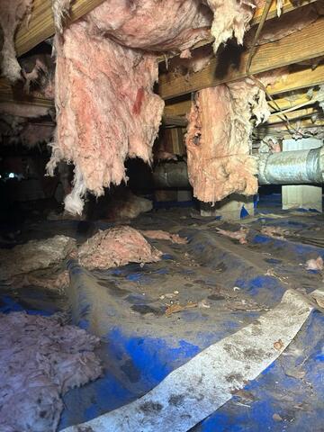 Wet Insulation Removed and Crawl Space Encapsulated in Savannah, GA - Before Photo