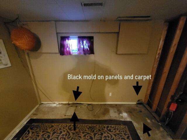 Black mould found in Hamilton, On home