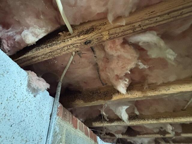 Basement Mold Remediation - Before Photo