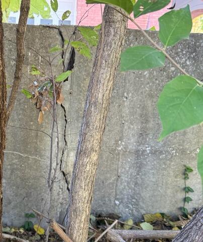 Concrete Wall Repair in Alton, IL - Before Photo