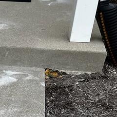 Leveling Concrete in Waterloo, IL