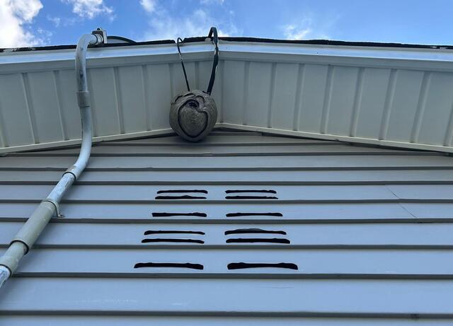 Bald-Faced Hornets Infesting the Attic in Fair Haven, NJ