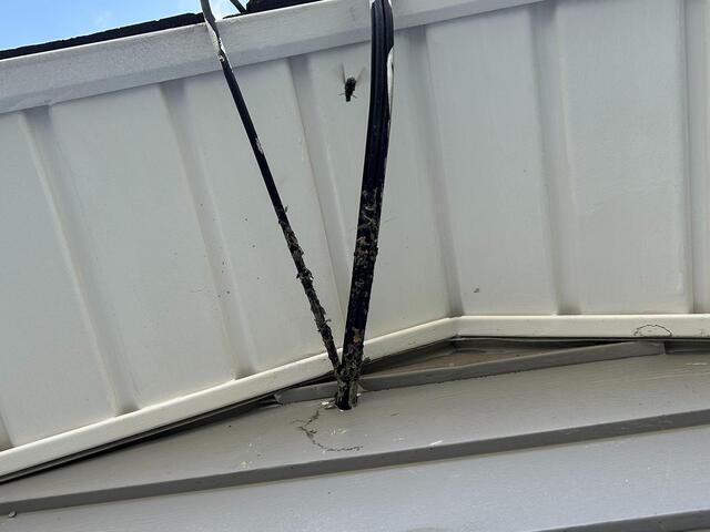 Bald-Faced Hornets Infesting the Attic in Fair Haven, NJ