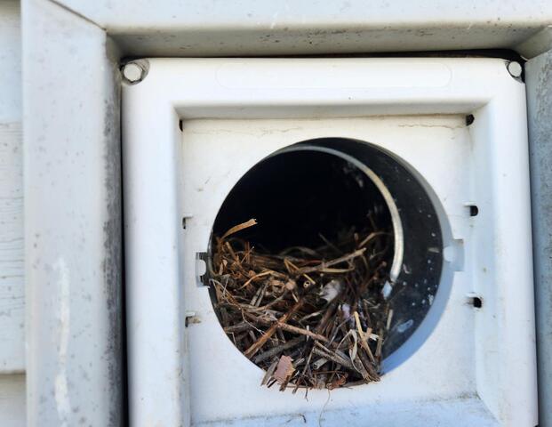 Starlings Clogged the Exhaust Vents in Princeton, NJ - Before Photo