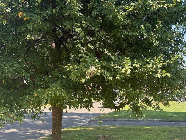 Bald-Faced Hornets Attack Teen in Manahawkin, NJ - Before Photo